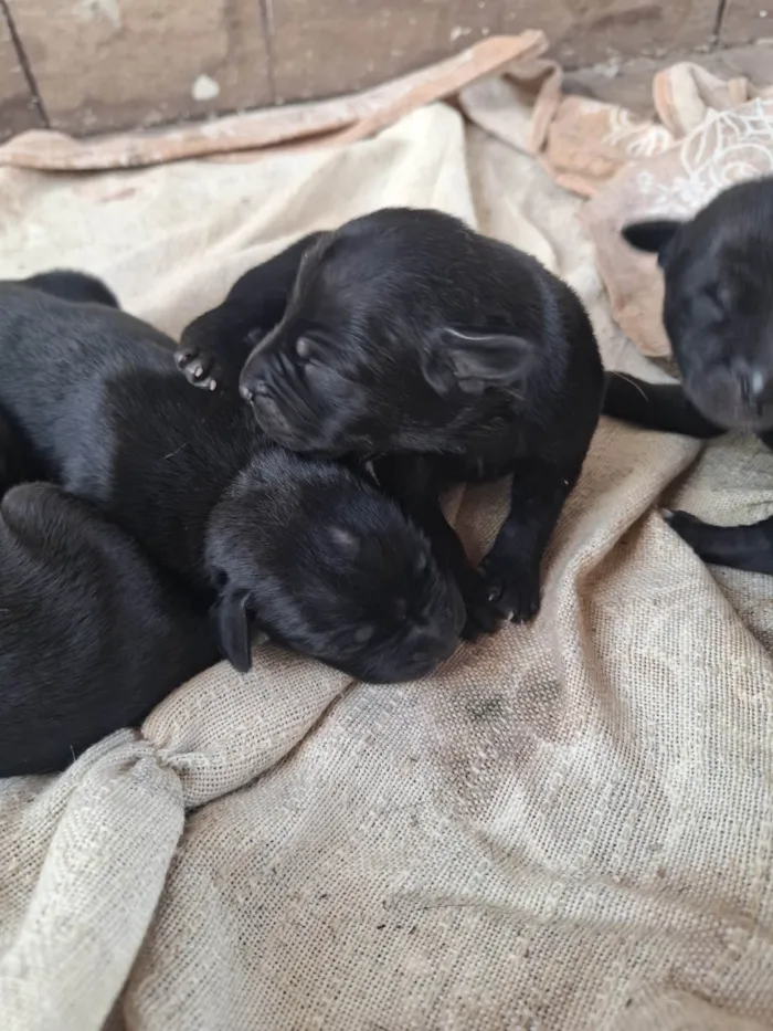Cachorro ra a SRD-ViraLata idade Abaixo de 2 meses nome Estou doando filhotes 