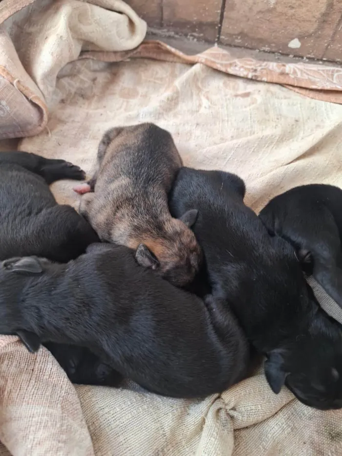 Cachorro ra a SRD-ViraLata idade Abaixo de 2 meses nome Estou doando filhotes 