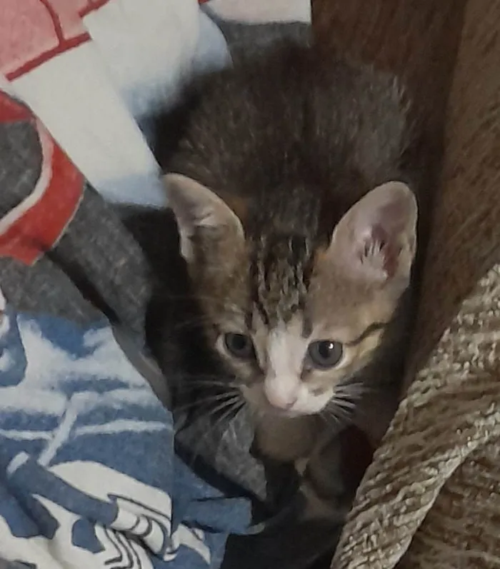 Gato ra a SRD-ViraLata idade 2 a 6 meses nome Não tem