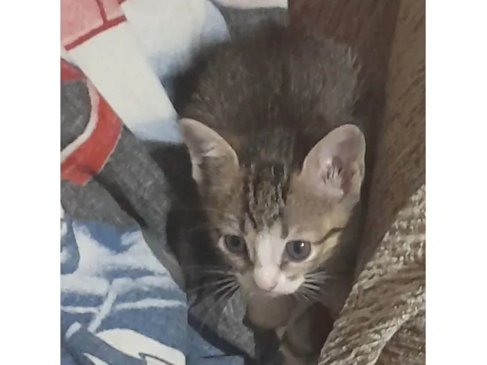 Gato ra a SRD-ViraLata idade 2 a 6 meses nome Não tem