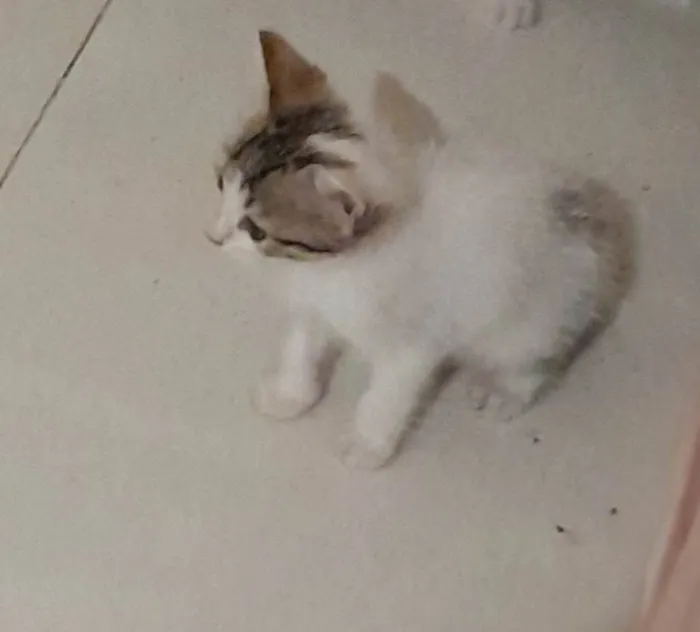 Gato ra a SRD-ViraLata idade 2 a 6 meses nome Não tem