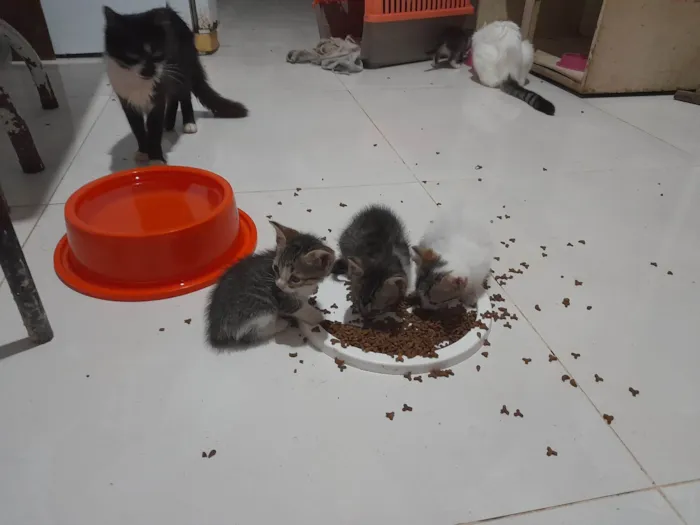 Gato ra a SRD-ViraLata idade 2 a 6 meses nome Não tem