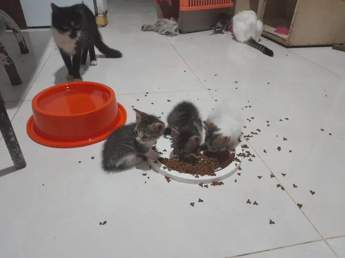 Gato ra a SRD-ViraLata idade 2 a 6 meses nome Não tem