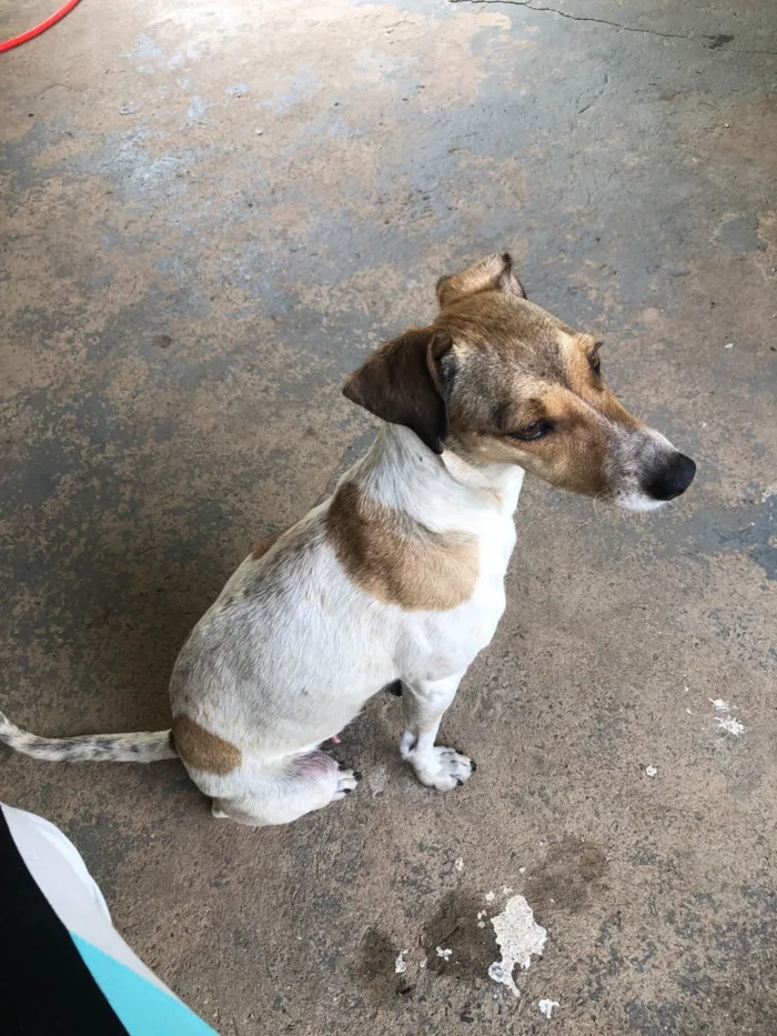 Cachorro ra a SRD-ViraLata idade 5 anos nome Luna
