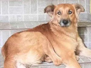 Cachorro raça SRD-ViraLata idade 2 anos nome Galã
