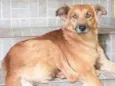 Galã