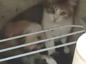 Gato raça SRD-ViraLata idade 3 anos nome Sem Nome Ainda
