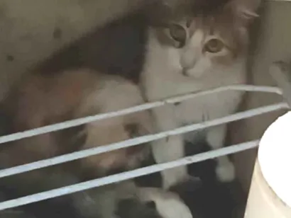 Gato raça SRD-ViraLata idade 3 anos nome Sem Nome Ainda