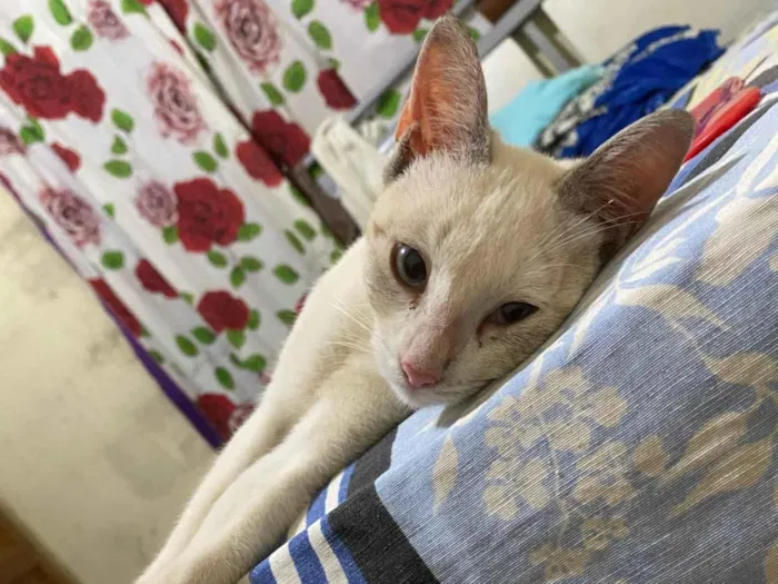Gato ra a Exótico idade 2 a 6 meses nome Marly