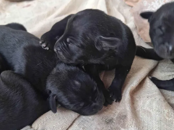 Cachorro ra a SRD-ViraLata idade Abaixo de 2 meses nome Estou doando filhotes 