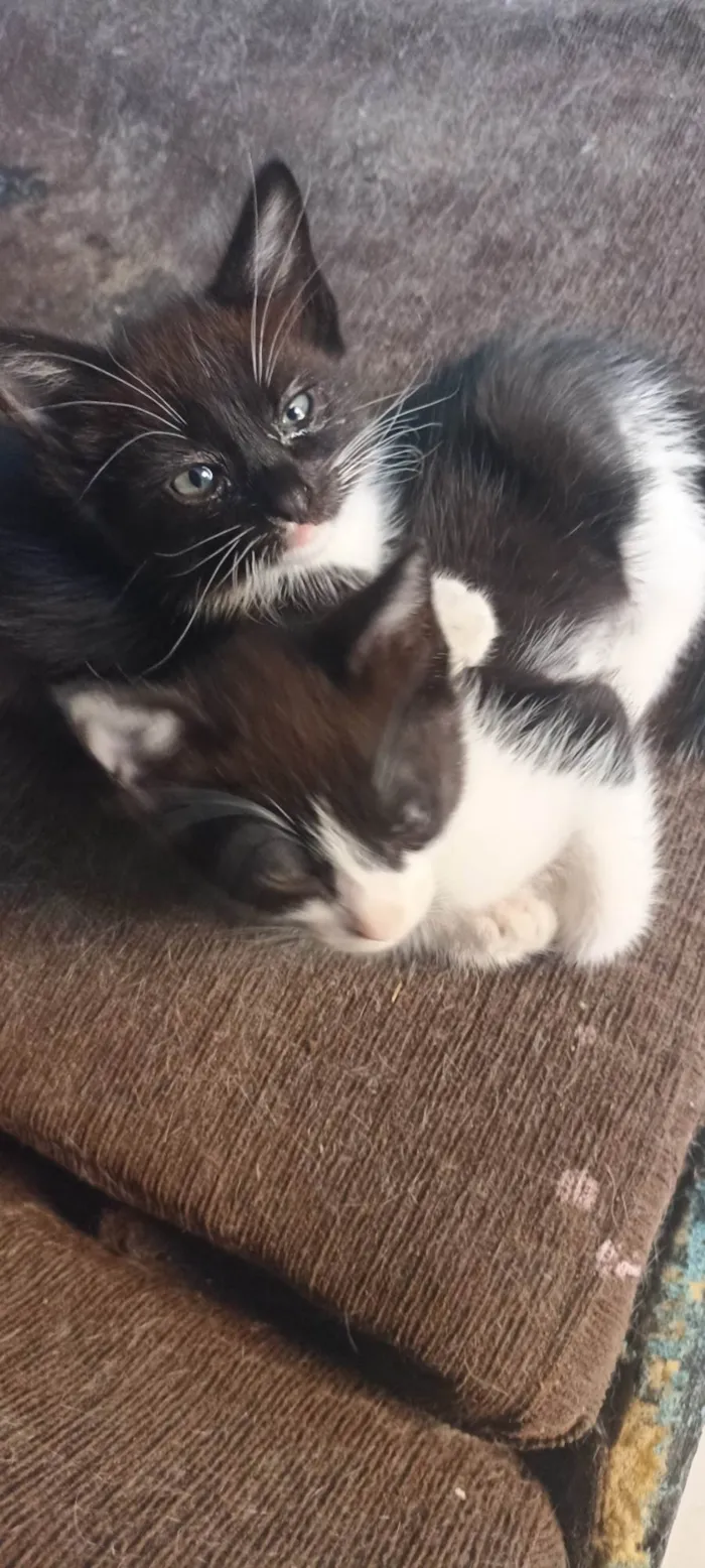 Gato ra a Siamês idade 2 a 6 meses nome Sem nome 
