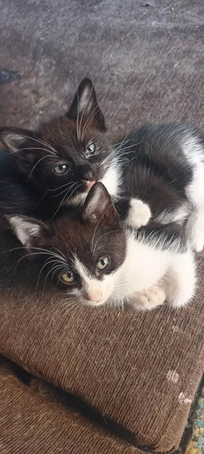 Gato ra a Siamês idade 2 a 6 meses nome Sem nome 