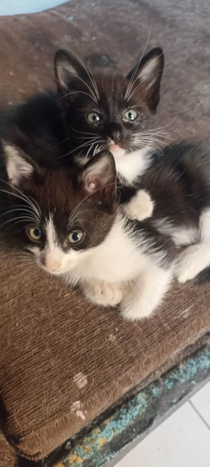 Gato ra a Siamês idade 2 a 6 meses nome Sem nome 