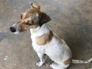 Cachorro raça SRD-ViraLata idade 5 anos nome Luna
