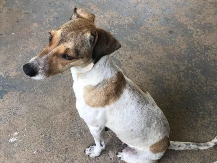 Cachorro ra a SRD-ViraLata idade 5 anos nome Luna