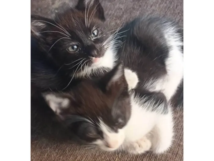 Gato ra a Siamês idade 2 a 6 meses nome Sem nome 