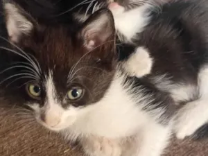 Gato raça Siamês idade 2 a 6 meses nome Sem nome 