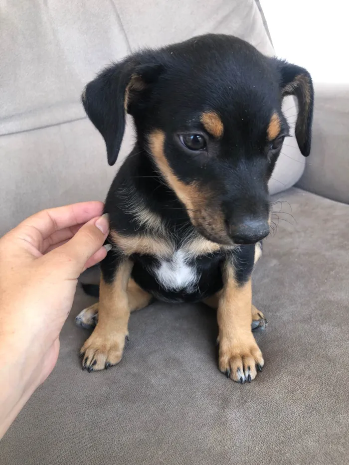 Cachorro ra a SRD-ViraLata idade 2 a 6 meses nome Filhote sem nome