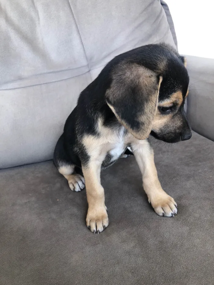 Cachorro ra a SRD-ViraLata idade 2 a 6 meses nome Filhote sem nome