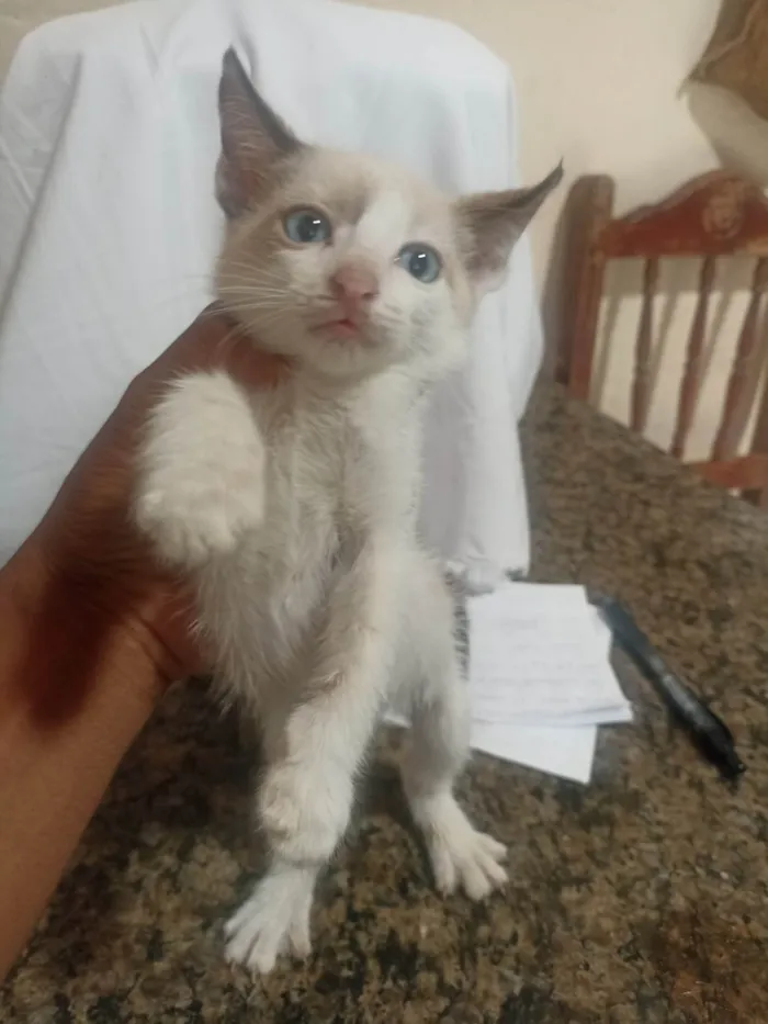 Gato ra a Siamês idade 2 a 6 meses nome Sem nome 