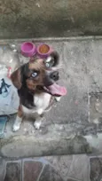 BELA