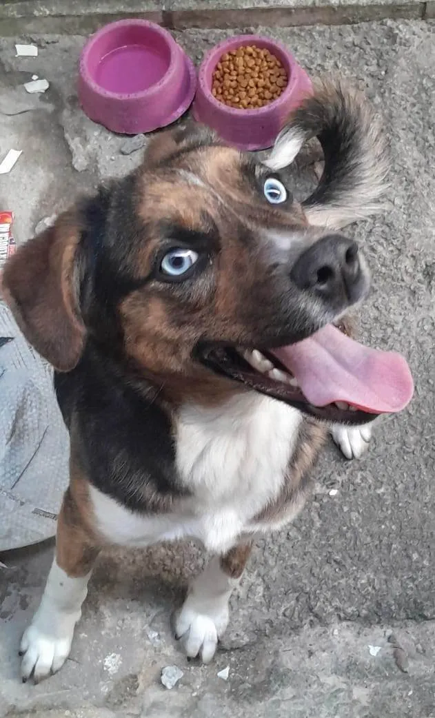 Cachorro ra a SRD-ViraLata idade 7 a 11 meses nome BELA
