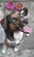 BELA