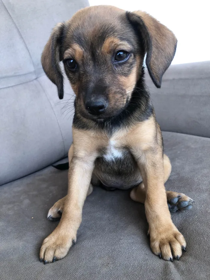 Cachorro ra a SRD-ViraLata idade 2 a 6 meses nome Filhote sem nome