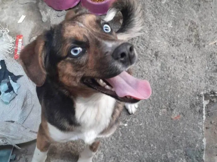 Cachorro ra a SRD-ViraLata idade 7 a 11 meses nome BELA