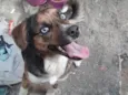 BELA