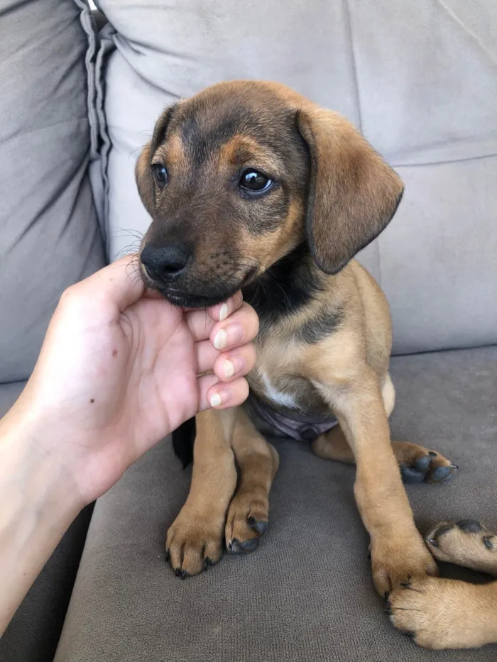 Cachorro ra a SRD-ViraLata idade 2 a 6 meses nome Filhote sem nome 