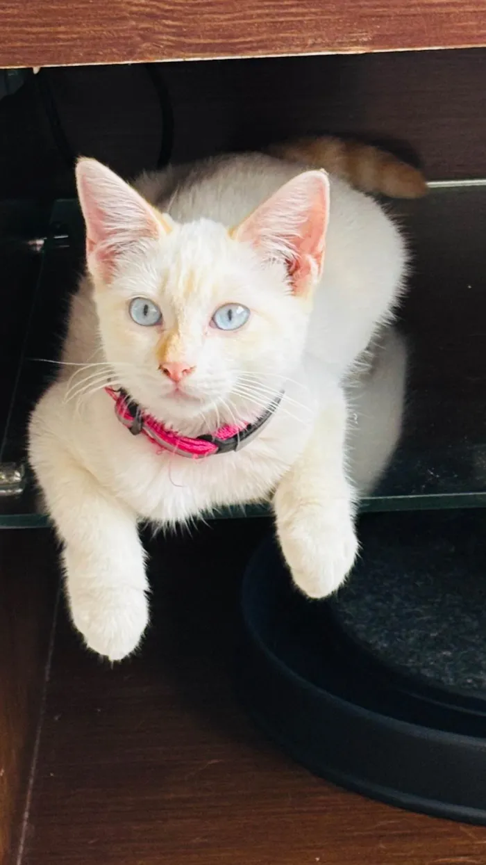 Gato ra a SRD-ViraLata idade 2 a 6 meses nome Antonella