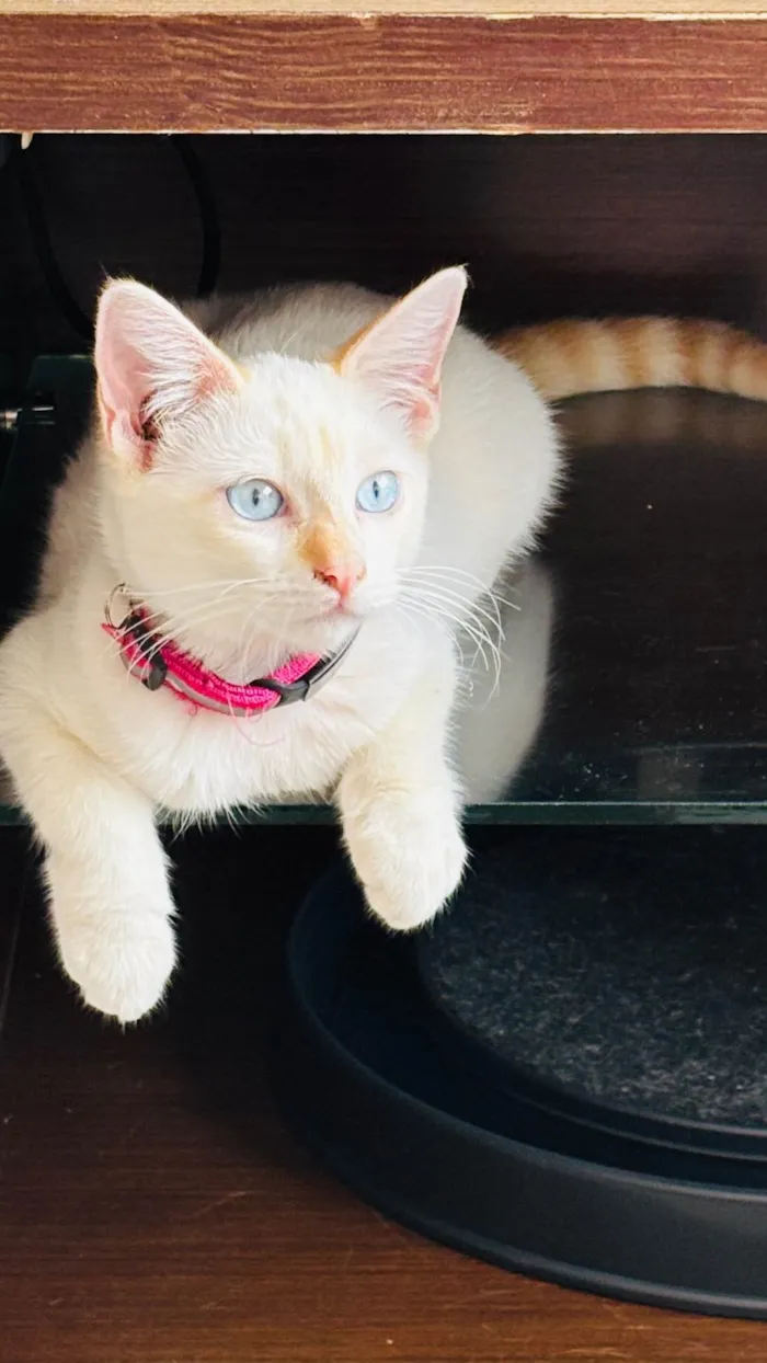 Gato ra a SRD-ViraLata idade 2 a 6 meses nome Antonella