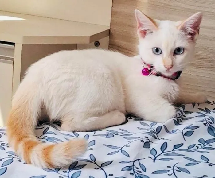 Gato ra a SRD-ViraLata idade 2 a 6 meses nome Antonella