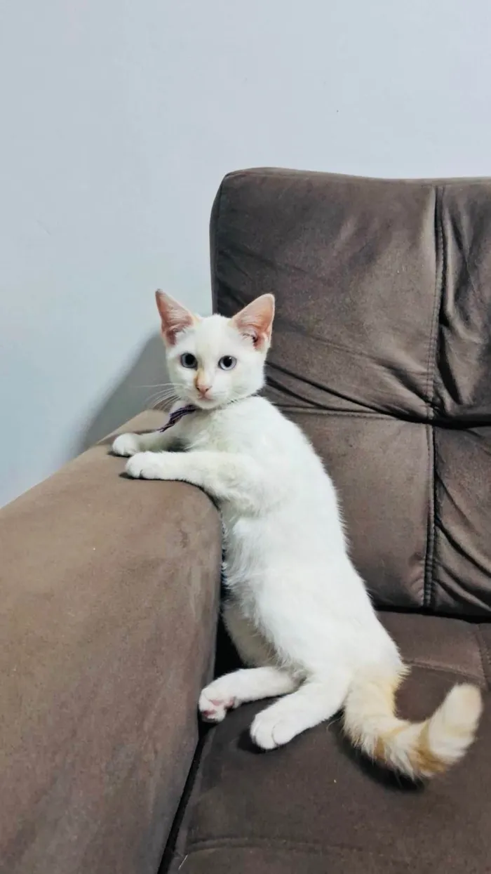 Gato ra a SRD-ViraLata idade 2 a 6 meses nome Antonella