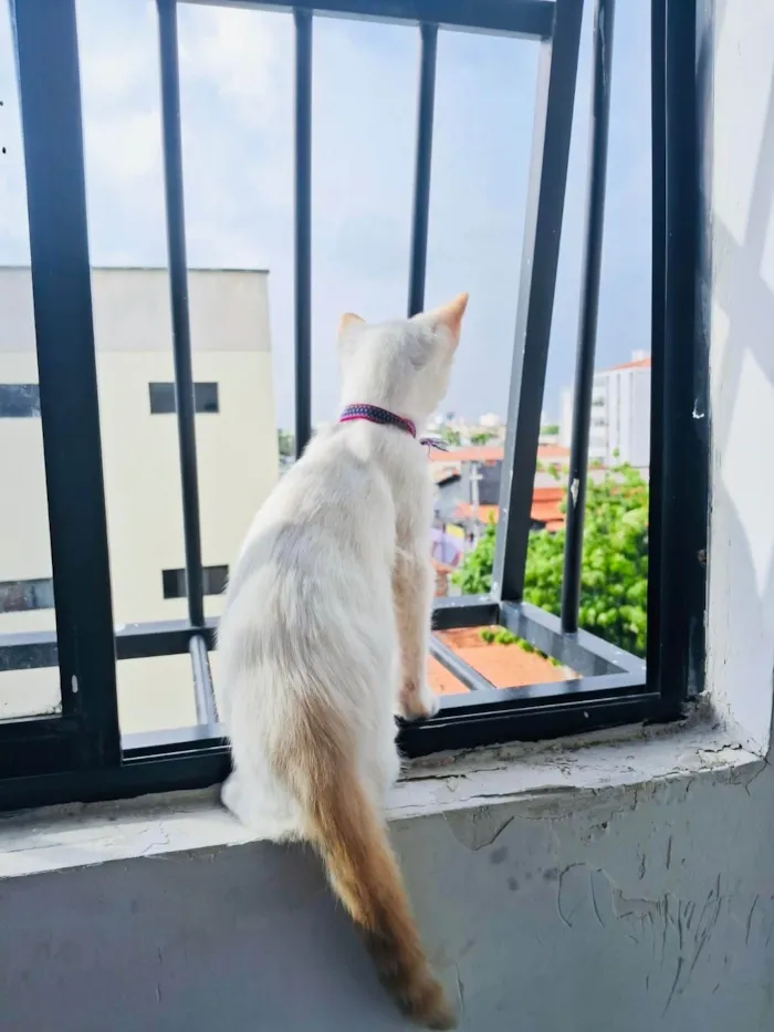 Gato ra a SRD-ViraLata idade 2 a 6 meses nome Antonella