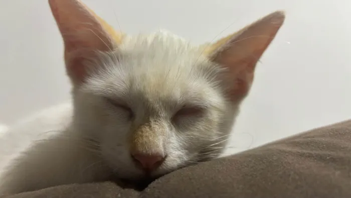 Gato ra a SRD-ViraLata idade 2 a 6 meses nome Antonella