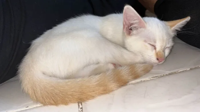 Gato ra a SRD-ViraLata idade 2 a 6 meses nome Antonella
