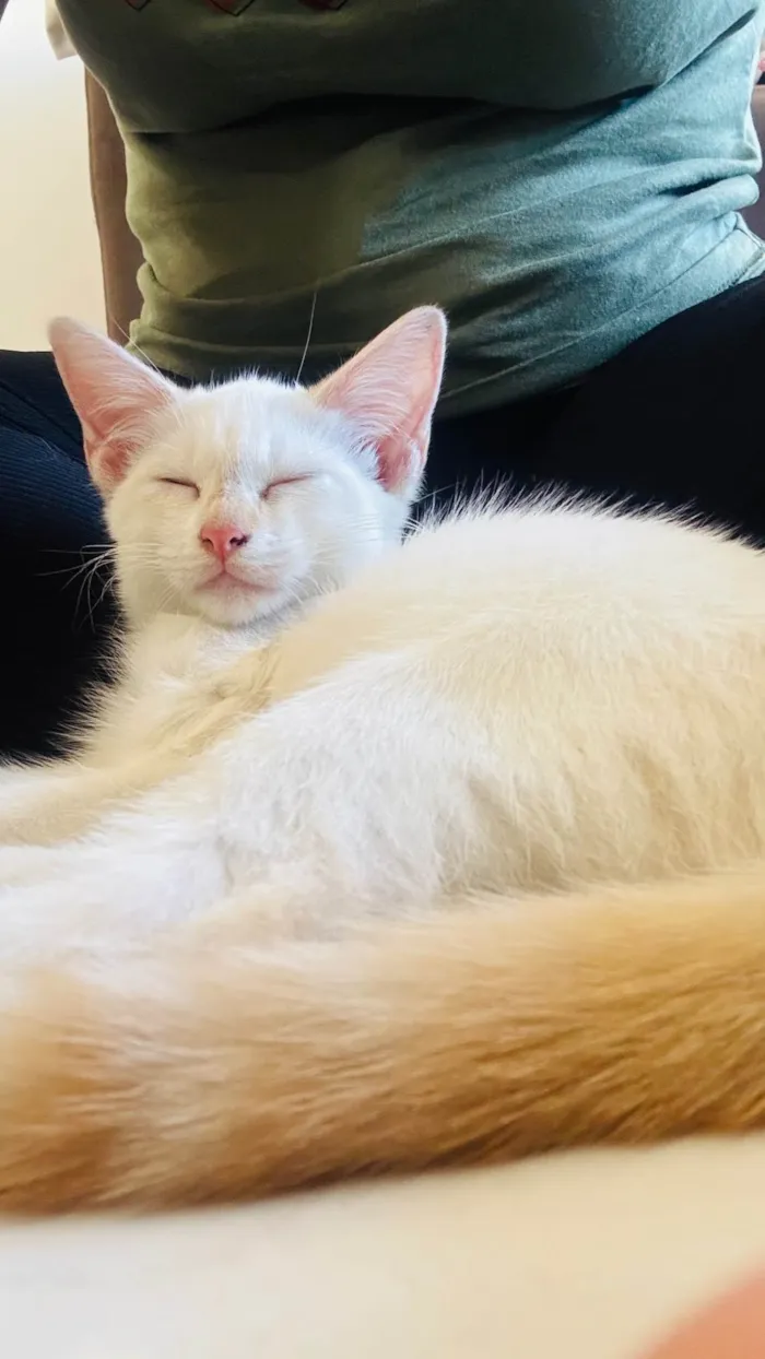 Gato ra a SRD-ViraLata idade 2 a 6 meses nome Antonella