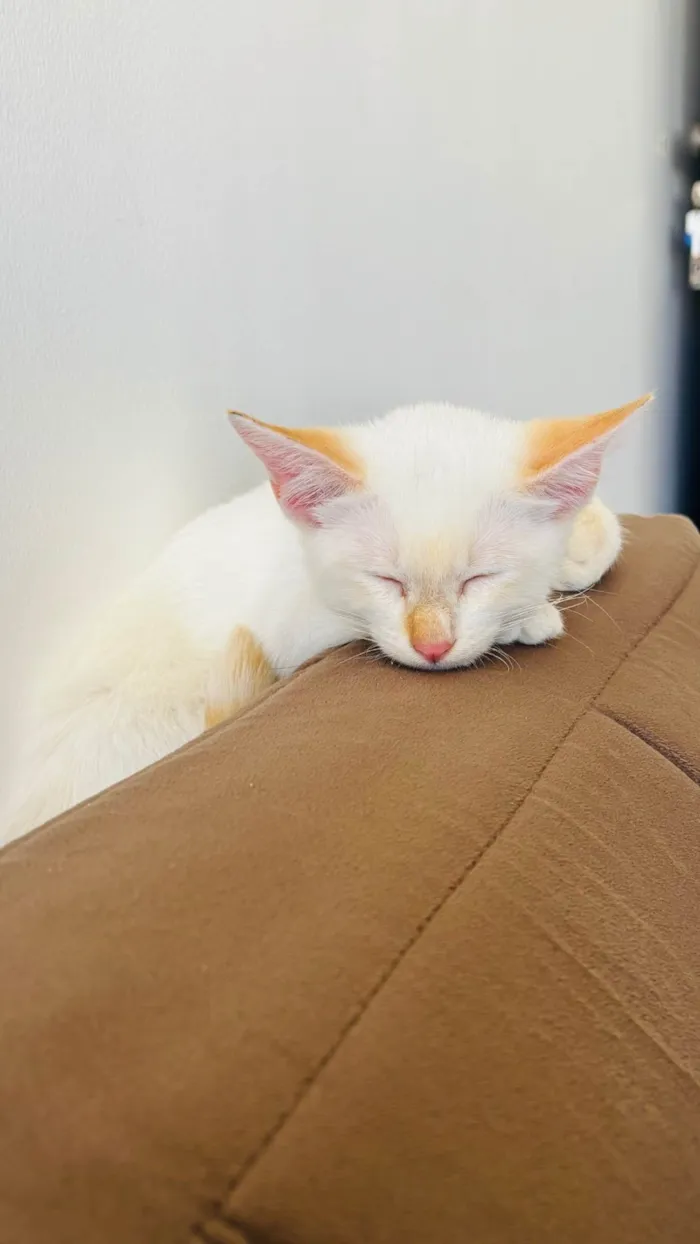 Gato ra a SRD-ViraLata idade 2 a 6 meses nome Antonella