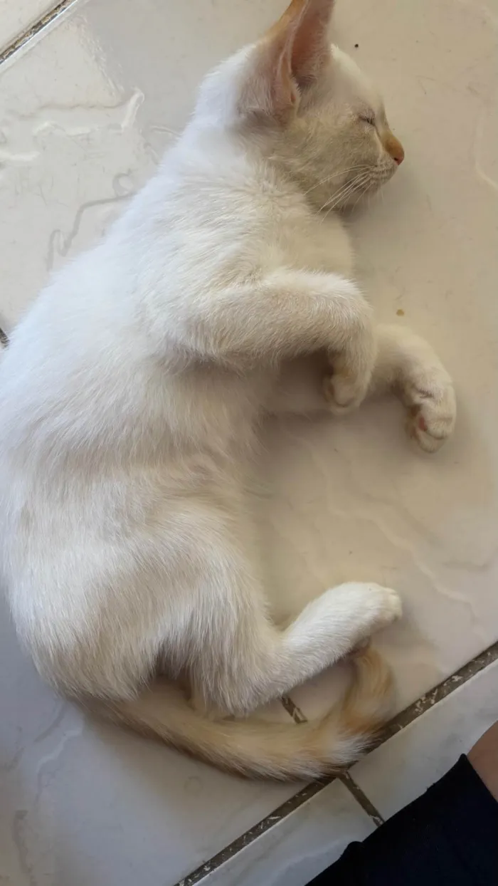 Gato ra a SRD-ViraLata idade 2 a 6 meses nome Antonella