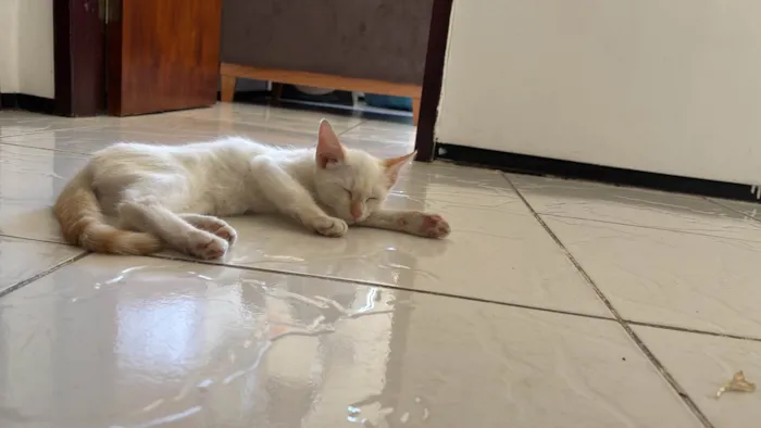 Gato ra a SRD-ViraLata idade 2 a 6 meses nome Antonella