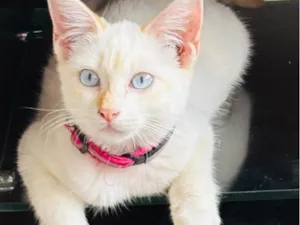 Gato raça SRD-ViraLata idade 2 a 6 meses nome Antonella
