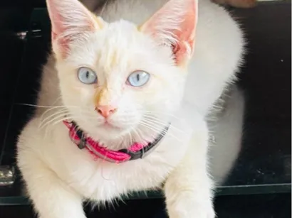 Gato raça SRD-ViraLata idade 7 a 11 meses nome Antonella