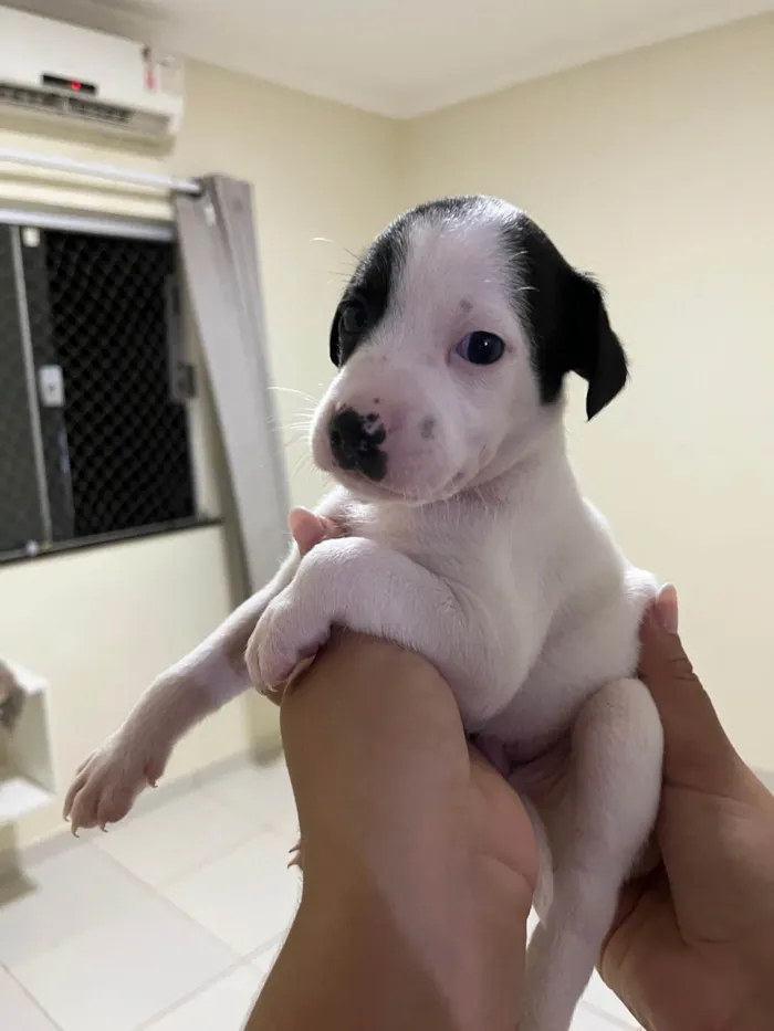 Cachorro ra a SRD-ViraLata idade Abaixo de 2 meses nome Doação de filhotes (Responsável) – 4 machos à procura de um lar