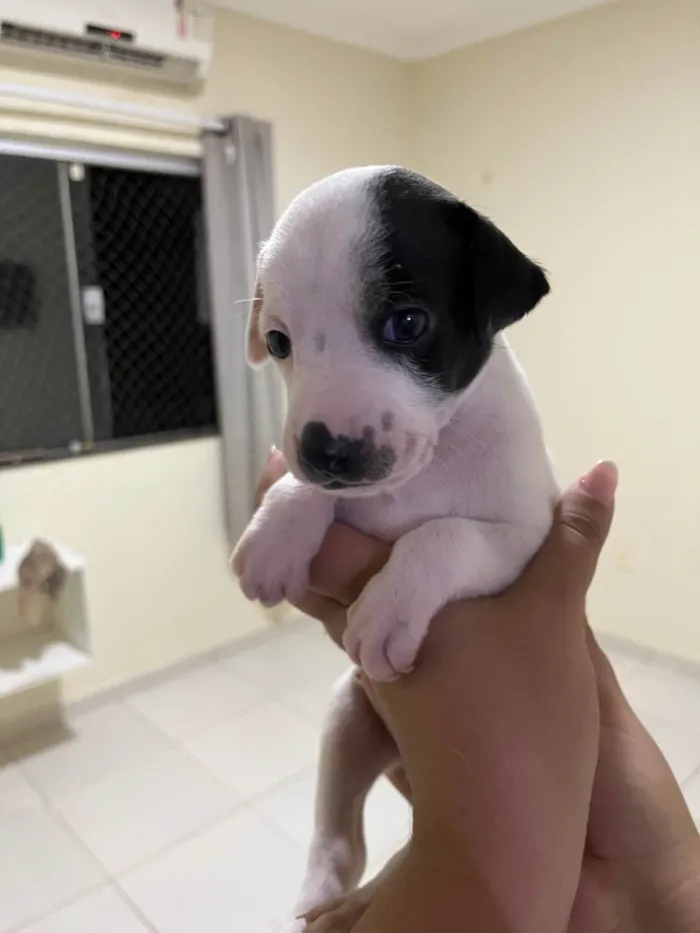 Cachorro ra a SRD-ViraLata idade Abaixo de 2 meses nome Doação de filhotes (Responsável) – 4 machos à procura de um lar