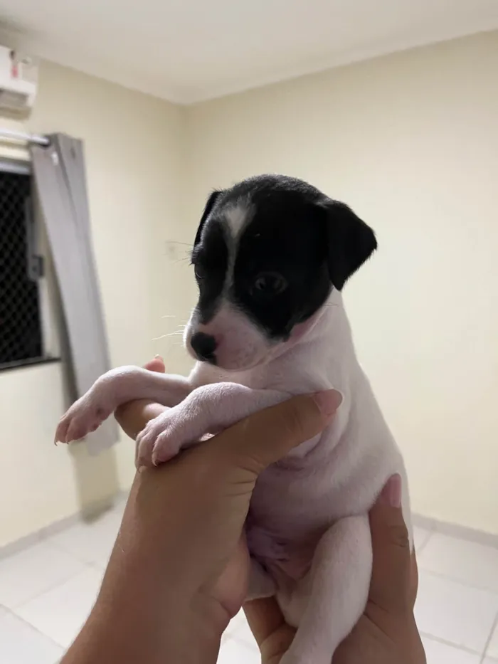 Cachorro ra a SRD-ViraLata idade Abaixo de 2 meses nome Doação de filhotes (Responsável) – 4 machos à procura de um lar