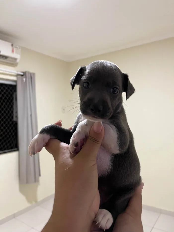 Cachorro ra a SRD-ViraLata idade Abaixo de 2 meses nome Doação de filhotes (Responsável) – 4 machos à procura de um lar