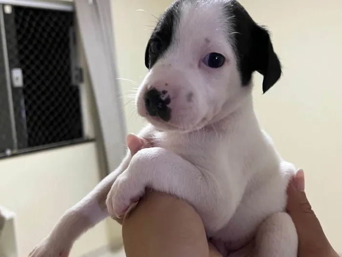 Cachorro ra a SRD-ViraLata idade Abaixo de 2 meses nome Doação de filhotes (Responsável) – 4 machos à procura de um lar