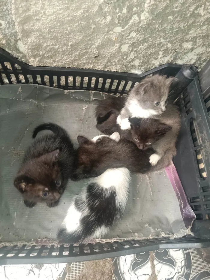 Gato ra a Siamês idade Abaixo de 2 meses nome Pitanga, docinho, fumaça,yang,pretin, pérola 